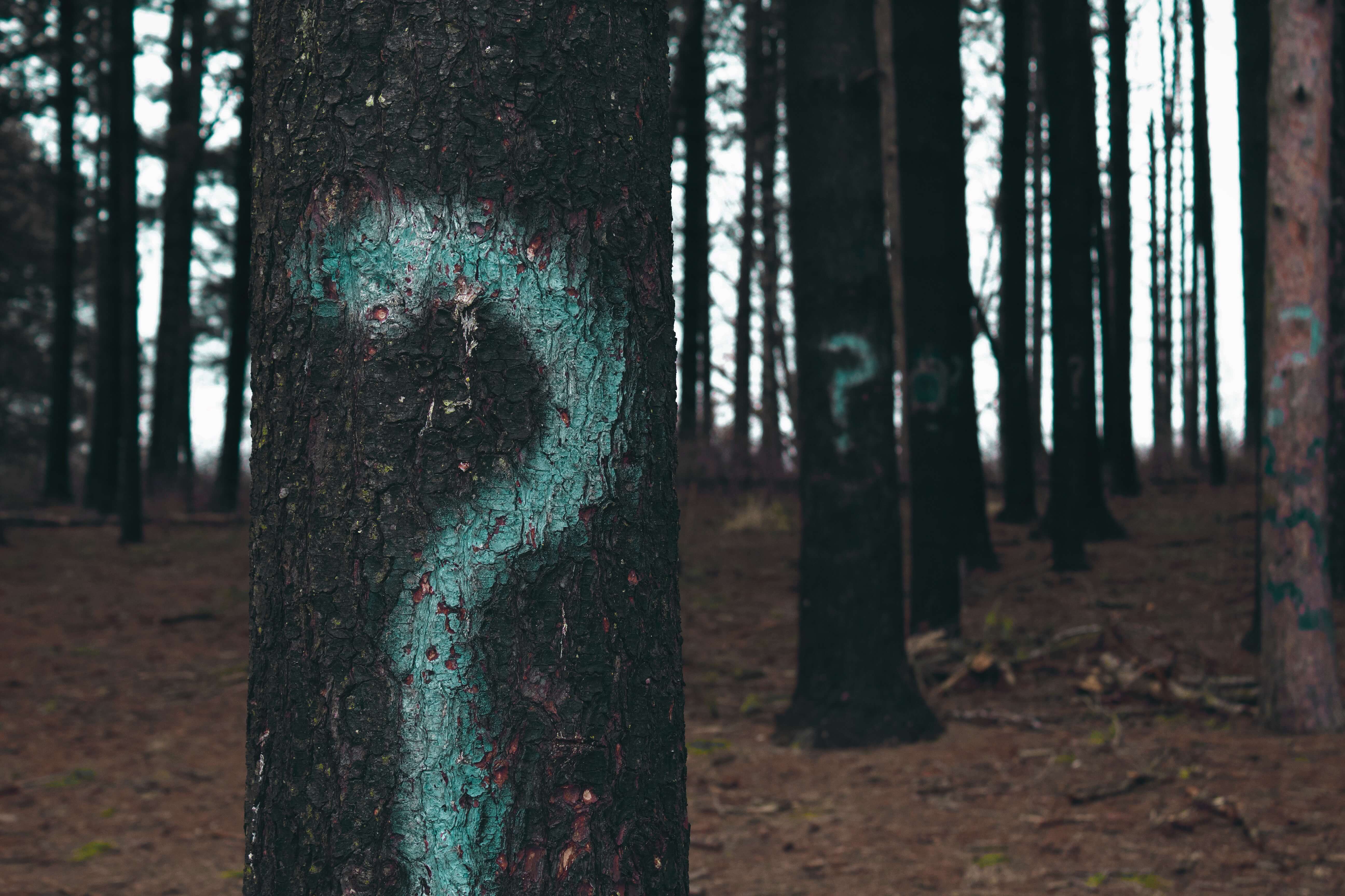 Mind-Body Connection